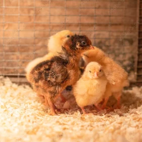 Baby Chickens8