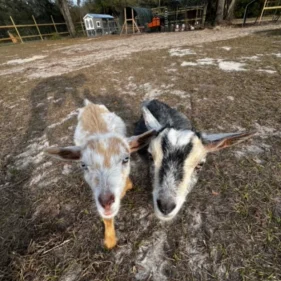 Goats2