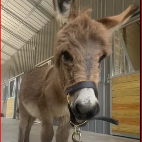 Mini Donkey1