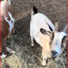 Screenshot 2024-08-14 155843