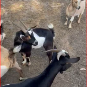 goats6